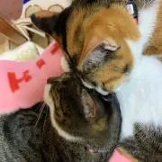ミチビ母ちゃん