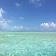 レオの画像