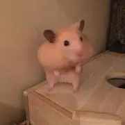 やっちゃん