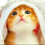 にゃんこ