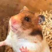 アヌパラガヌの画像