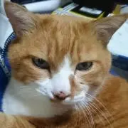 プテりんの画像