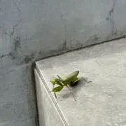 SENAの画像