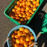 しぇいみー