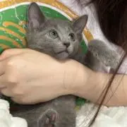 SSSの画像