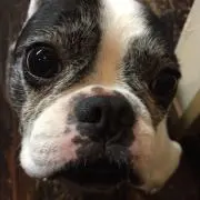 BUHIの画像