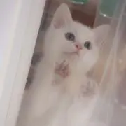 めるこ