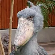 Koji