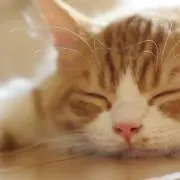 ねこひでの画像