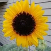 カシェット畑の画像