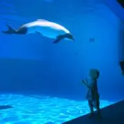 kotetsumamの画像