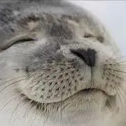 ココナツの画像
