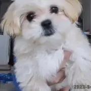 マル