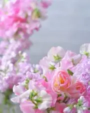 いちごあめの画像
