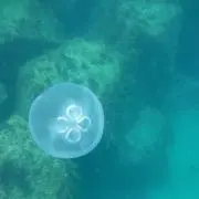 水海月の画像