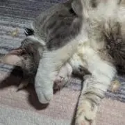 もちゆきの画像