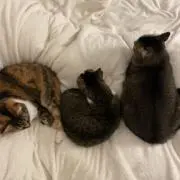 necoですの画像