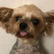 Ruyaの画像