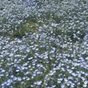 み