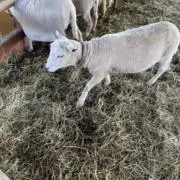 ふあの画像