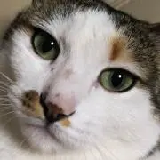 セシリア