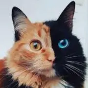 海鼠の画像