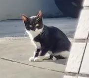 けろ*