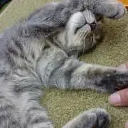 ゆ♡の画像