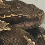 ゆう