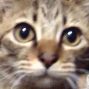即購入ＯKの画像