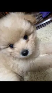 チャノアの画像