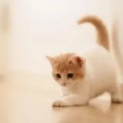Nini