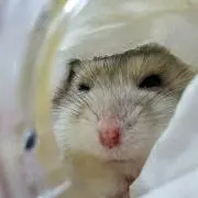 たーちゃんの画像