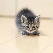 カエル