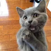エスキモー