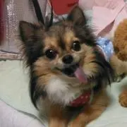 ちぃの画像