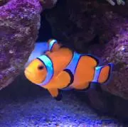 カイ