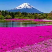 Chiroの画像
