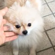 よししの画像