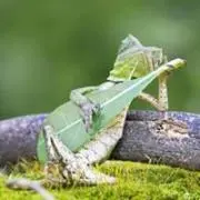のぶ