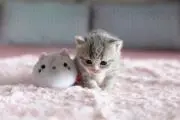 あや