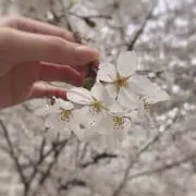 ゆき