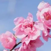 ☆*みる☆*。の画像