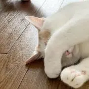 猫丸の画像