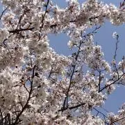 cherry blossoms⁎⁺˳✧༚の画像