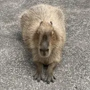 Makimonoの画像