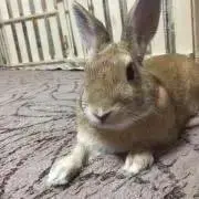 ◉にゃんちゃんの画像