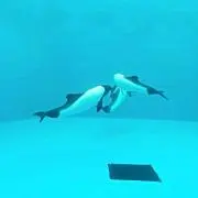 Y-Sの画像