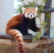 ぽむ