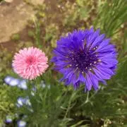 ナナ7の画像